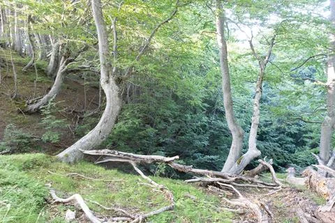 Trees in summer Stock Photos