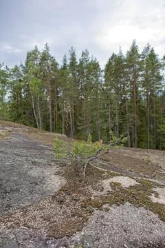Trees in summer. Stock Photos