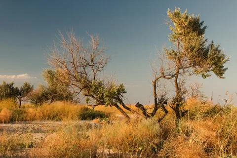 Trees summer steppe Stock Photos