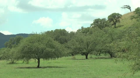 Trees in summertime Stock Footage 26654150