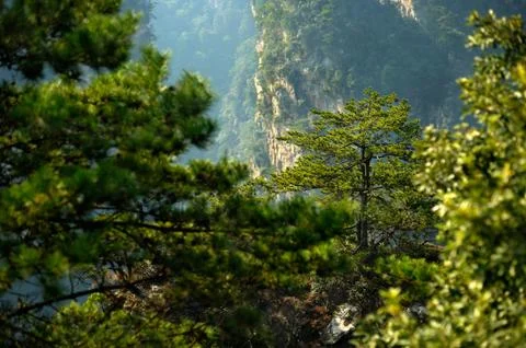 Trees on summit Stock Photos