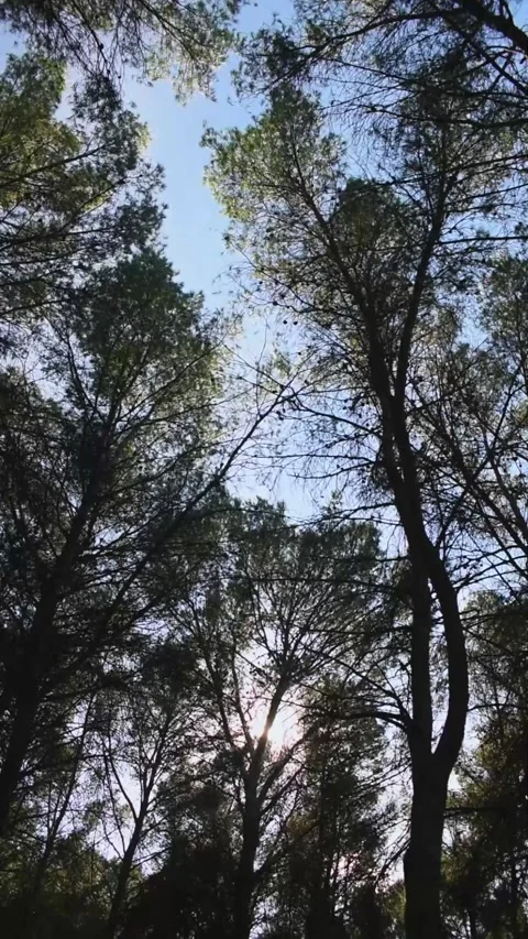 Trees, sun and clear sky Stock Footage 153036022