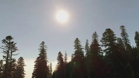 Trees Sun And Clouds Stock Footage 157356016