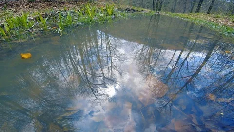 Trees sun and clouds reflected in a puddle. Stock Footage 106703340