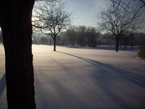 Trees, Sun and Shadows Stock Photos