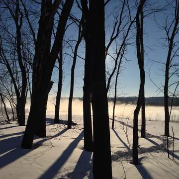 Trees, Sun and Shadows Stock Photos
