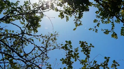Trees, sun and sky background Stock Footage 8538294