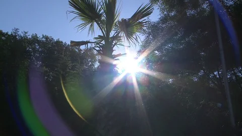Trees, sun and the sky Stock Footage 86875049