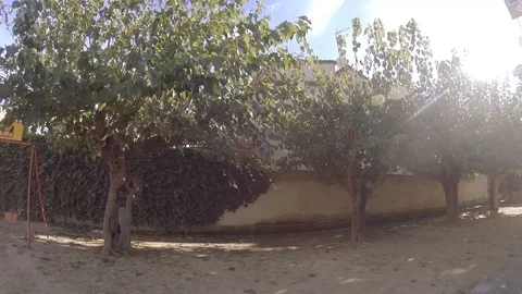 Trees, sun and a wall with a big warm sun Video stock 103572942