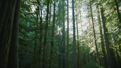 Trees with sun in background and lens flare - Salmon River Trail in Oregon Stock Footage 232403057