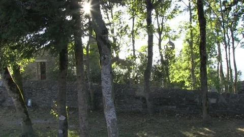 TREES WITH THE SUN BETWEEN Stock Footage 96383909