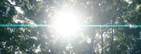 Trees sun flare anamorphic Stock Footage 229997614