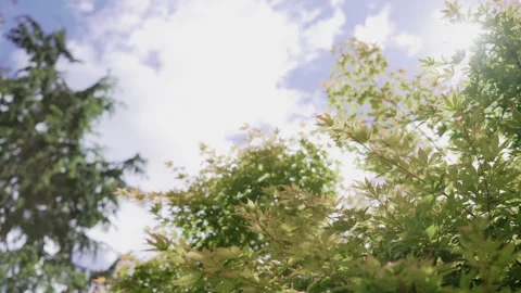 Trees with Sun Flare Stock-Footage 301024404