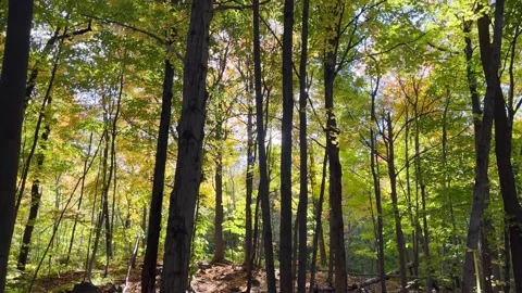 Trees  with sun flare paning shot green look  beautiful sunny day Stock Footage 218626253