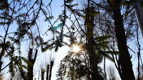 Trees in the sun Stock Footage 105734984
