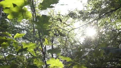 Trees sun pan leaf Stock Footage 143647809