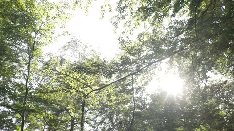 Trees sun pan shimmering Video stock 143647818