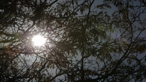 Trees with the sun peeking through Stock Footage 34027988