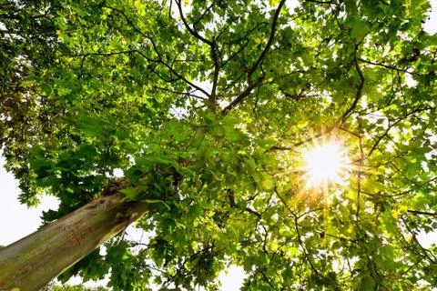 Trees in sun Stock Photos