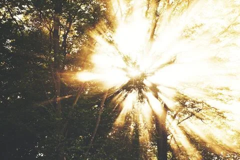 Trees, sun rays and nature forest in environment or morning light, branches.. Stock Photos