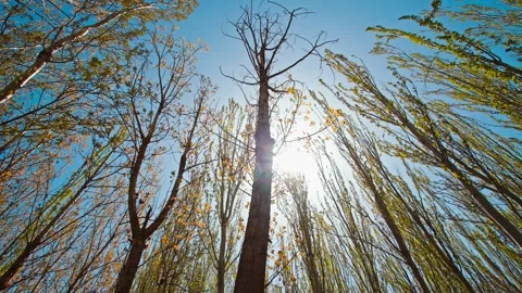 Trees in the sun in the spring of the northern forest farm 스톡 동영상 257172252