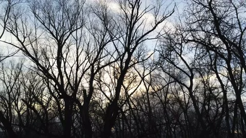 Trees with Sun through clouds behind them - Drone camera moves up Video stock 138267901
