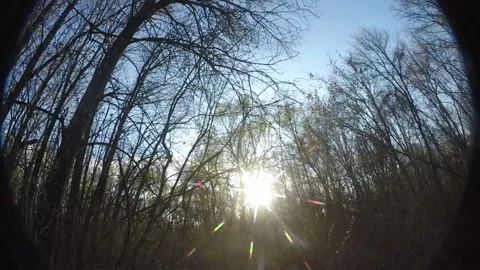 Trees, sun,  trunks, movement 스톡 동영상 106632898