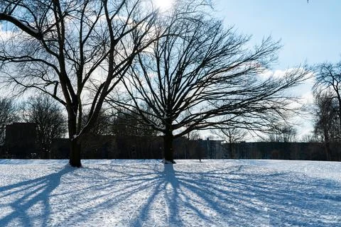 Trees in the sun winter snow Stock Photos