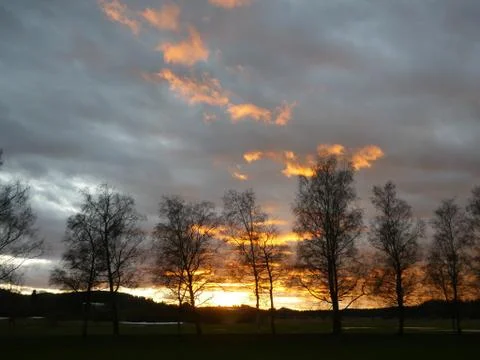 Trees at sundown Stock Photos