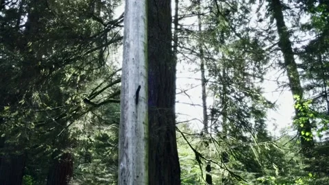 Trees Sunflare 001 Stock Footage 196952524