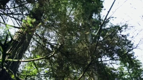 Trees Sunflare 002 Stock Footage 196952519