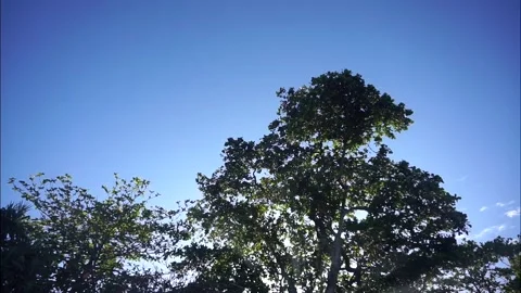 Trees with sunlight filtering through leaves, representing natural beauty Stock Footage 331541645