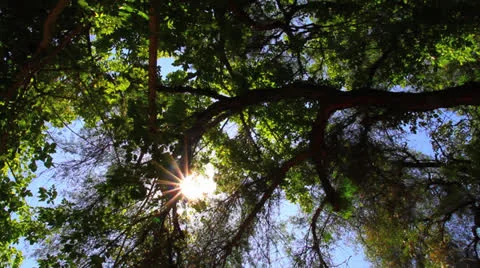 Trees in Sunlight Stock-Footage 25680367