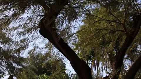 Trees Sunlight Stock Footage 84059718