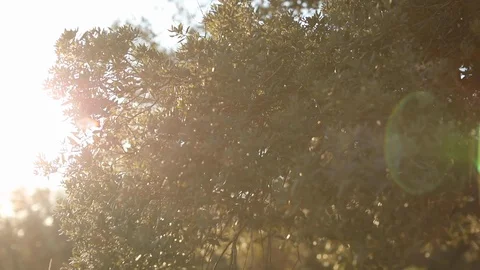 Trees in sunlight Stock Footage 126293546