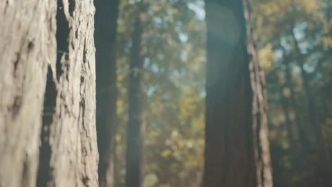 Trees in the sunlight Video stock 242205233