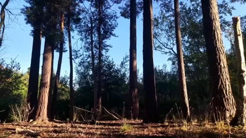 Trees in Sunlight in a Green Forest Stock Footage 341561433