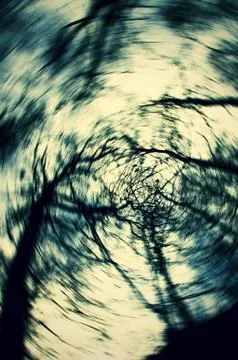 Trees in sunlight Stock Photos