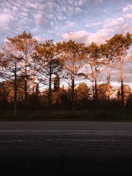 Trees in sunlight Stock Photos