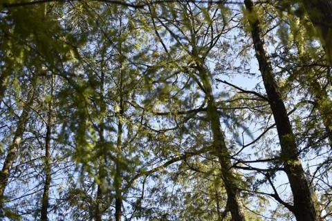 Trees in Sunlight 스톡 사진