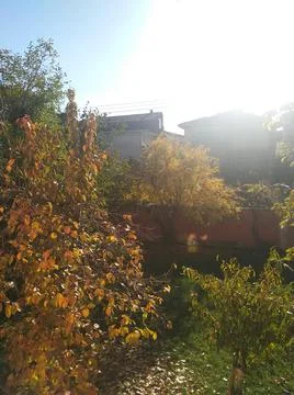 Trees in sunlight Stock Photos