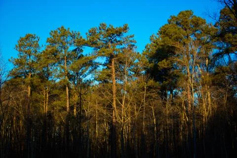 Trees with sunlight shining Stock Photos