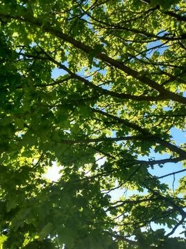 Trees with Sunlight Shining Through Stock Photos
