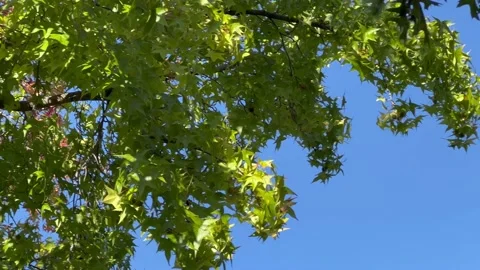 Trees on a sunny afternoon Stock Footage 219514765