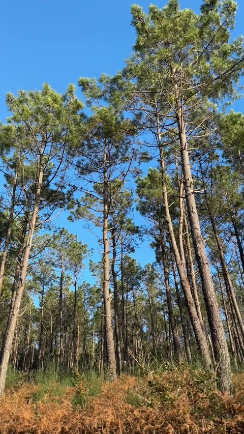 Trees on a sunny afternoon Stock Footage 263852682