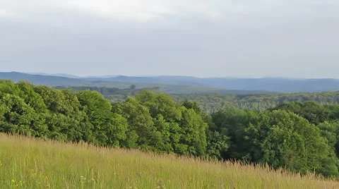 Trees on Sunny Day 스톡 동영상 5267160