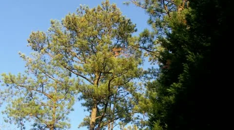 Trees on a Sunny Day Stock-Footage 10900155