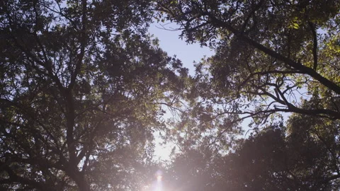 Trees on a Sunny Day Stock Footage 251037494