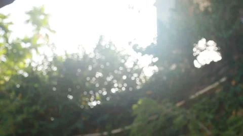 Trees on a Sunny Day with a Rack Focus Stock Footage 185092645