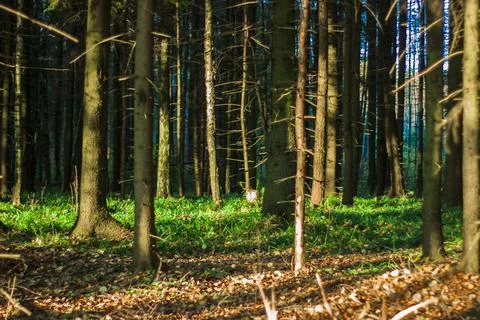 Trees in a sunny forest Foto stock